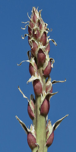 Soaptree Yucca