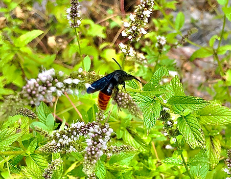 Blood-tailed Scoliid Wasp 