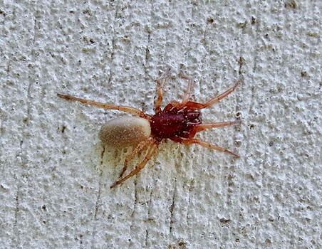 Woodlouse Spider