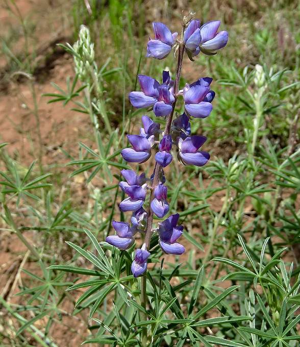 Lupine Plant.jpg
