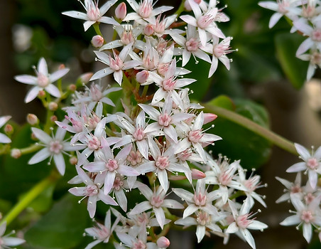 Jade Plant