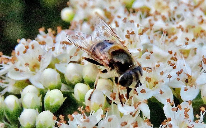 Yellow-Shouldered Drone Fly