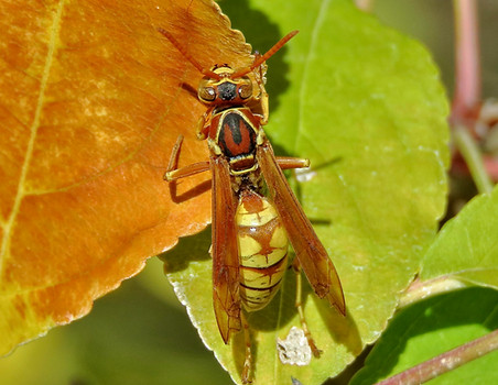 Golden Paper Wasp