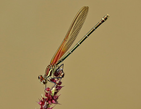 American Rubyspot