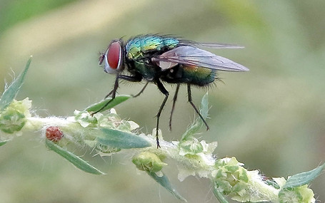 Greenbottle Fly 