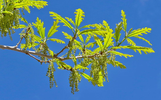 Bur Oak 
