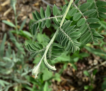 Leadplant Leaves.jpg