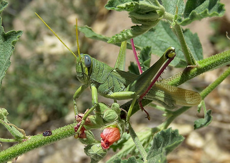 Green Bird Grasshopper