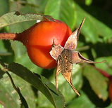 Rose Hip DETAIL.jpg