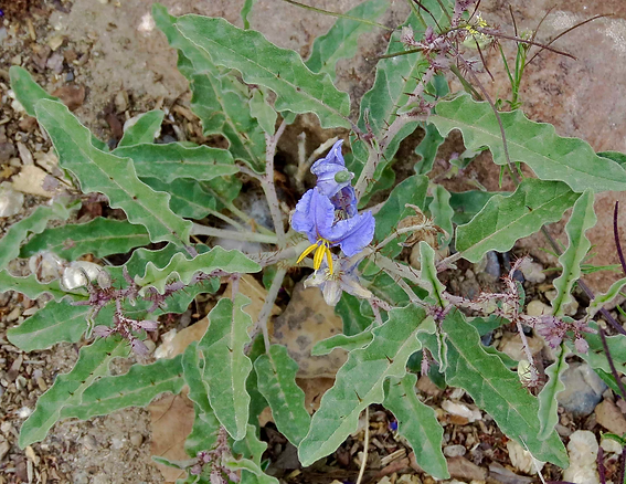 Silverlead Nightshade