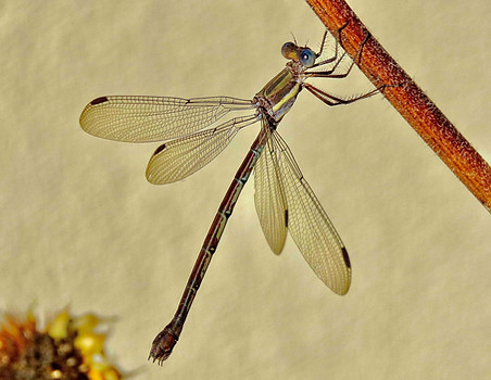 Great Spreadwing 