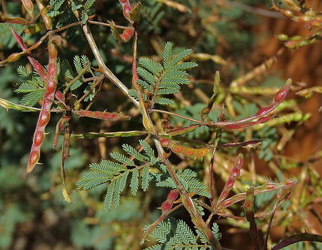 Catclaw Acacia Pods.jpg