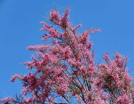 Tamarisk 