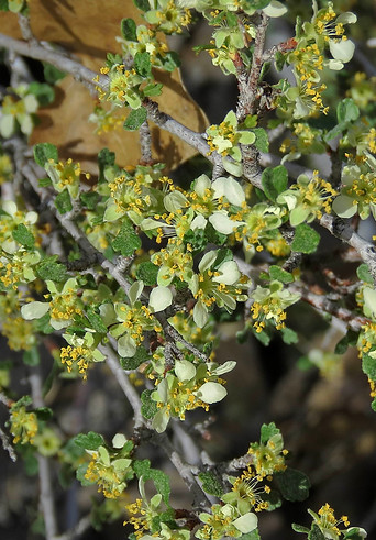 Bitterbush
