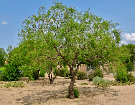 Honey Mesquite Tree.heic