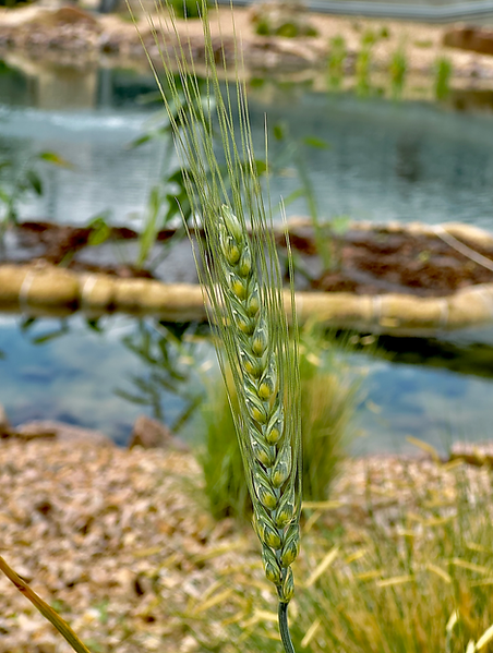 Wheat WINROCK CU.heic