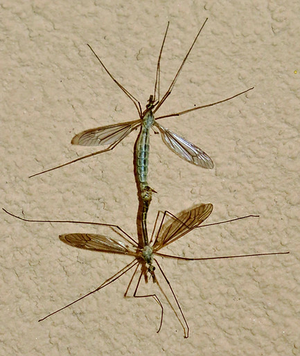 Crane Flies