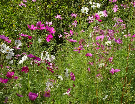 Garden Cosmos
