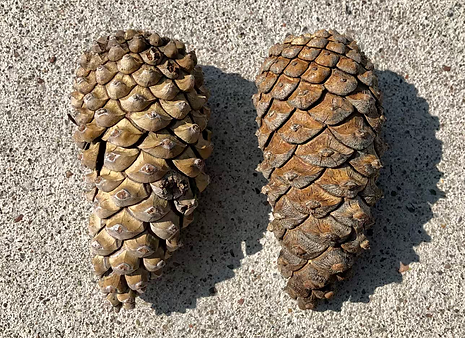 Austrian Pine CONES.heic