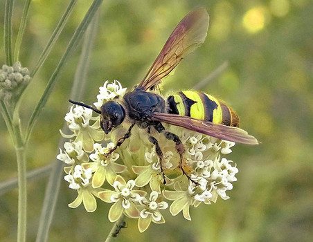 Hairy-footed Scoliid Wasp