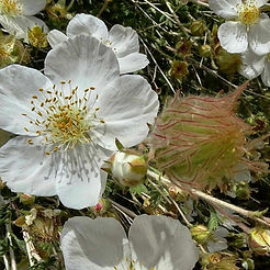 Apache Plume DETAIL.jpg