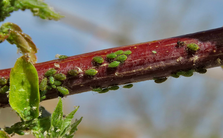  Aphids