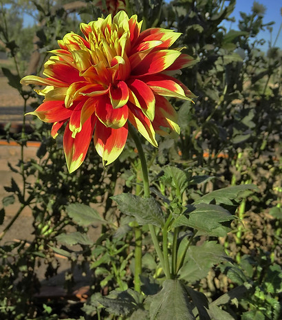 Garden Dahlia