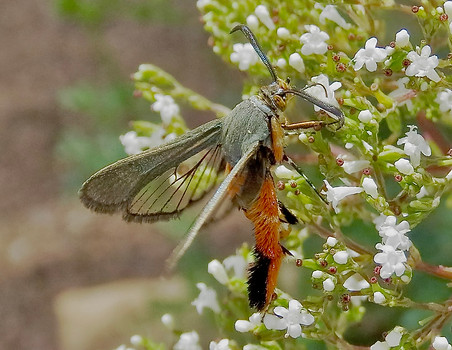 Southwestern Squash Vine Borer
