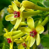 Golden Currant