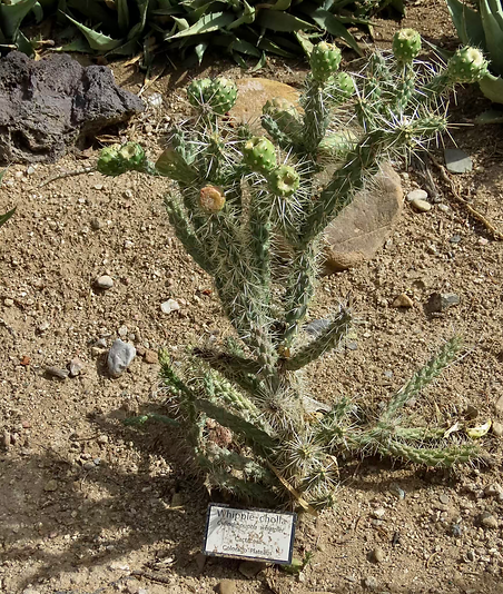 Whipple Cholla