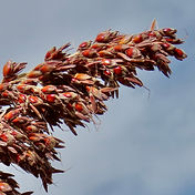 Sorghum