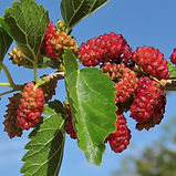 White Mulberry