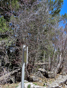 Rocky Mt Maple