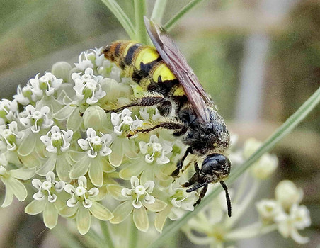 Hairy-footed Scoliid Wasp
