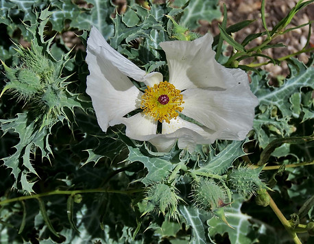 Prickly Poppy