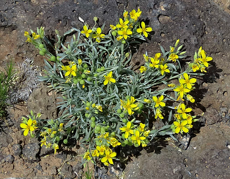 Bladderpod Plant.heic