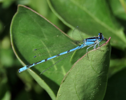 Familiar Bluet