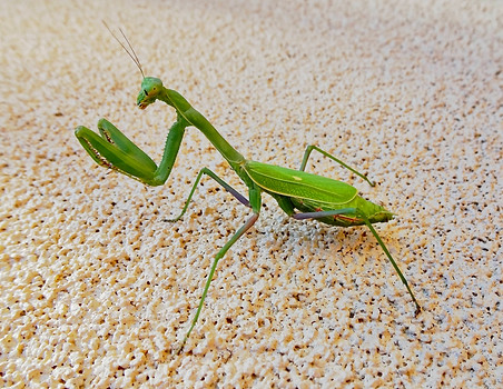 AZ Mantis
