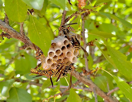 Guinea Paper Wasp