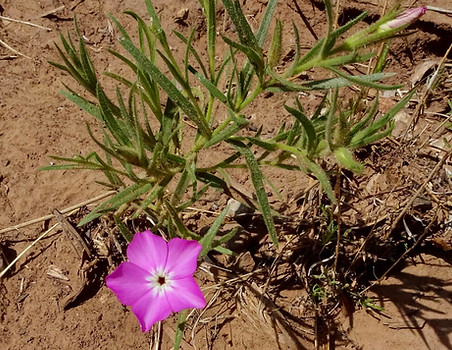 Santa Fe Phlox
