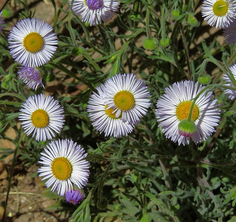 Fleabane