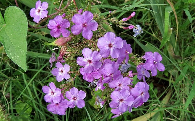 Fall Phlox