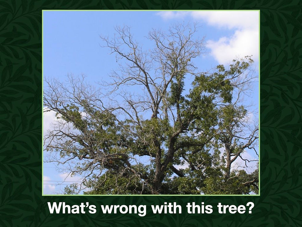 Tree Problem Diagnostics.002.jpeg