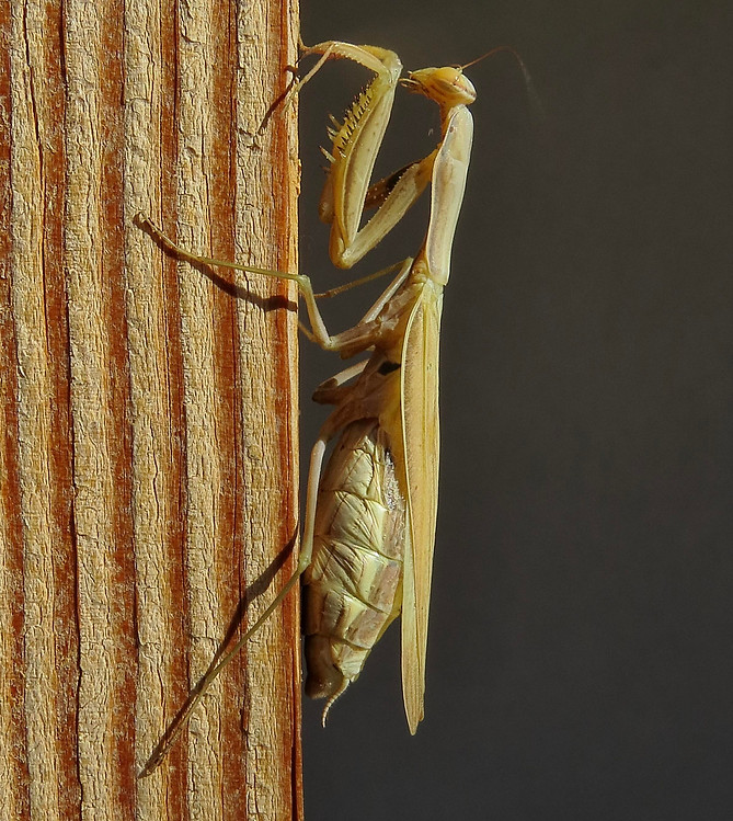 European Mantis
