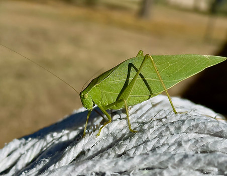 Greater Anglewing Katydid.jpeg