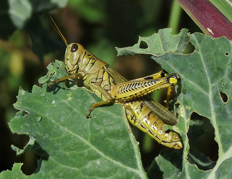 Differential Grasshopper