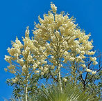 Yucca DETAIL.jpg