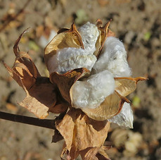 Cotton
