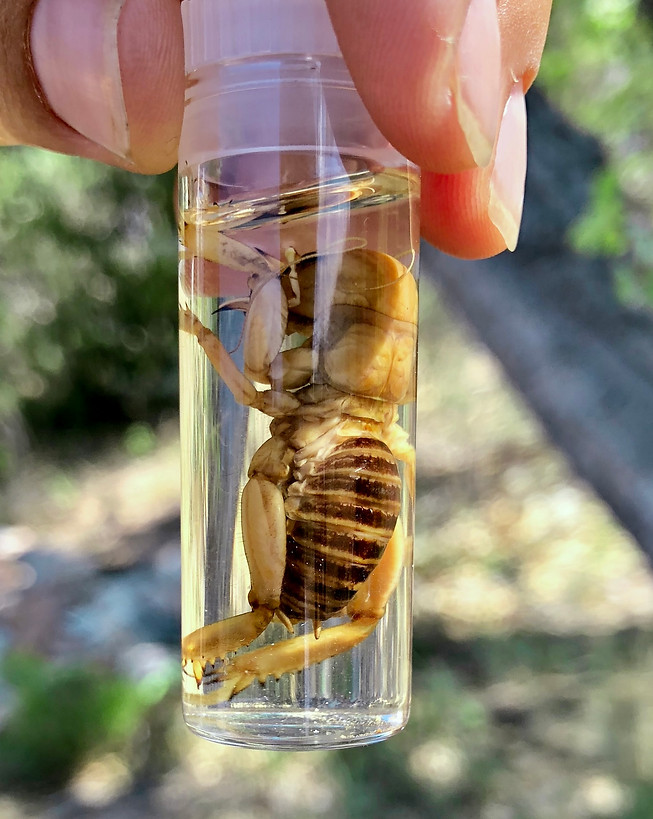 Jerusalem Cricket