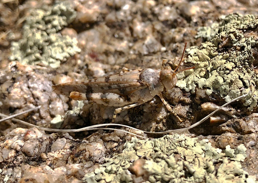 Cream Grasshopper